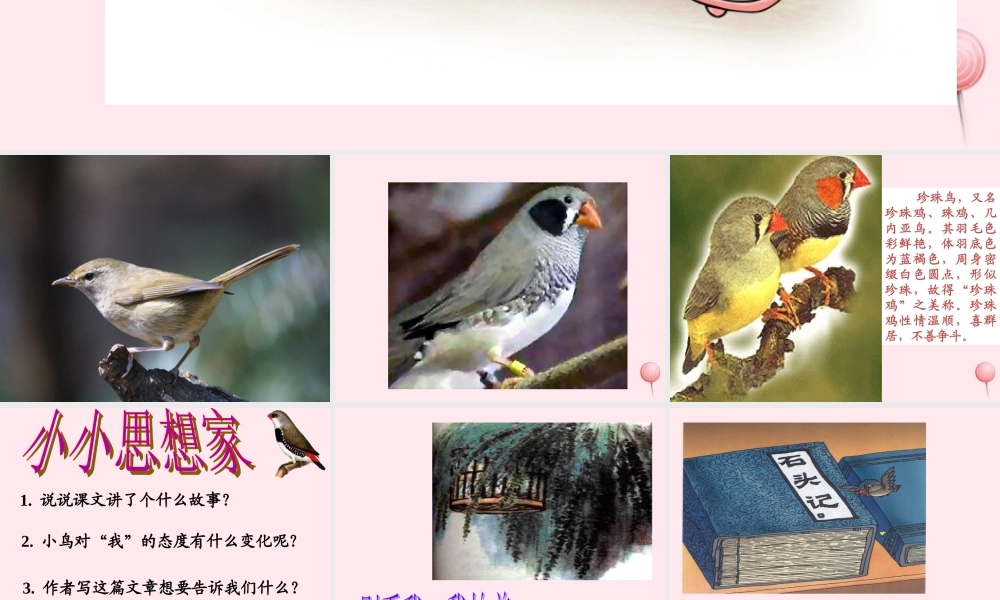 五年级语文上册 第一单元 2《珍珠鸟》优培课件 冀教版-冀教版小学五年级上册语文课件