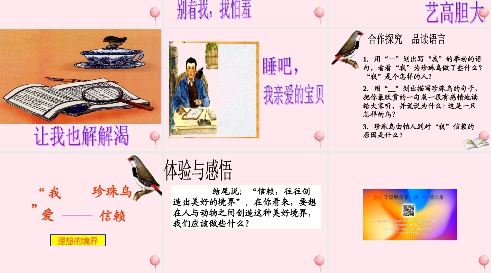 五年级语文上册 第一单元 2《珍珠鸟》优培课件 冀教版-冀教版小学五年级上册语文课件