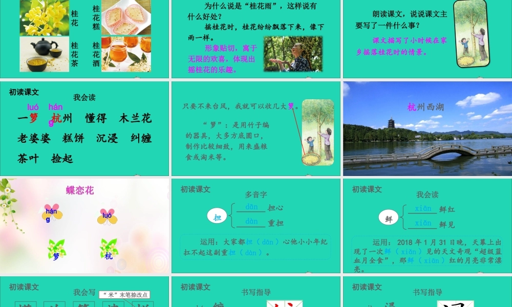 五年级语文上册 第一单元 3 桂花雨课件