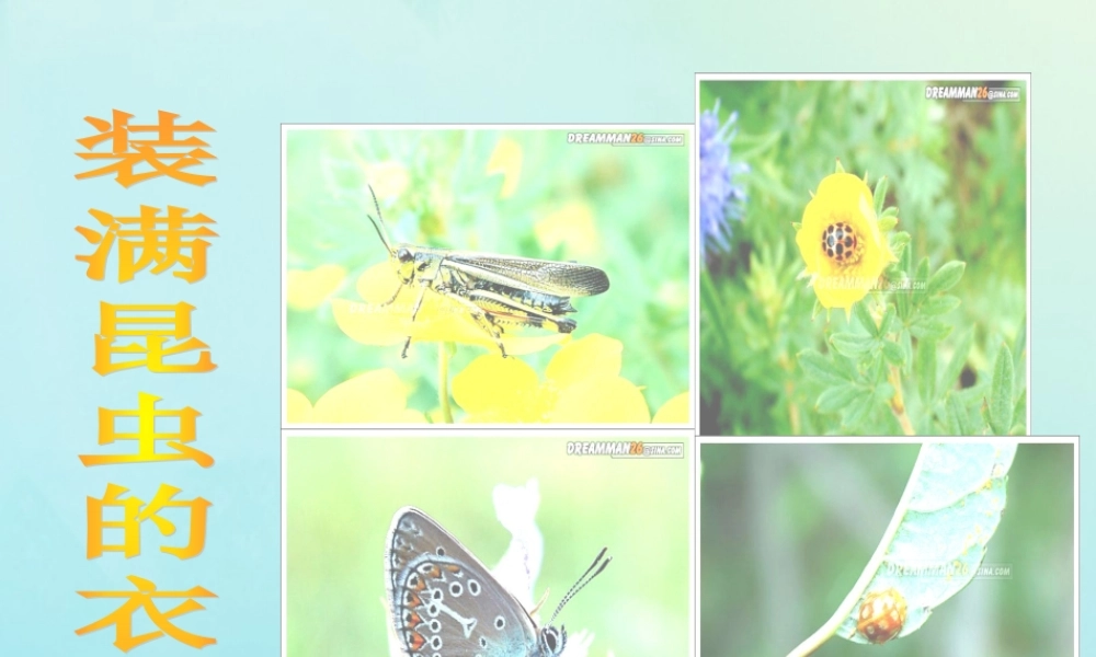 五年级语文上册 第二单元 5 装满昆虫的口袋教学课件 苏教版-苏教版小学五年级上册语文课件