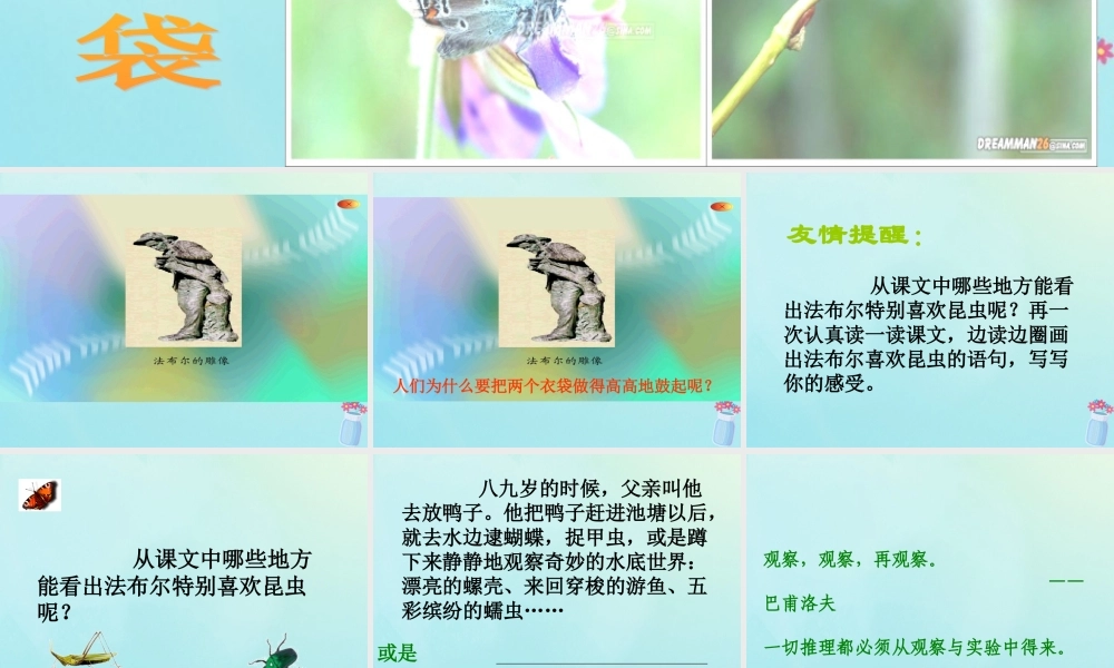 五年级语文上册 第二单元 5 装满昆虫的口袋教学课件 苏教版-苏教版小学五年级上册语文课件