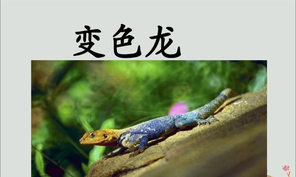 五年级语文上册 第二单元 6 变色龙教学课件 苏教版-苏教版小学五年级上册语文课件