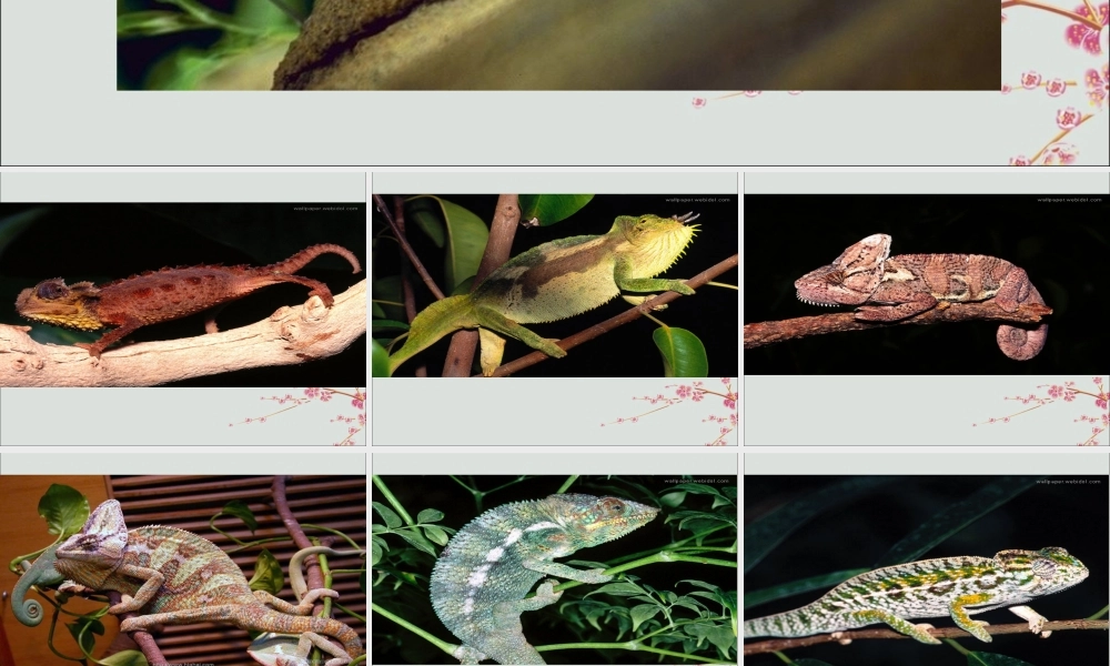 五年级语文上册 第二单元 6 变色龙教学课件 苏教版-苏教版小学五年级上册语文课件