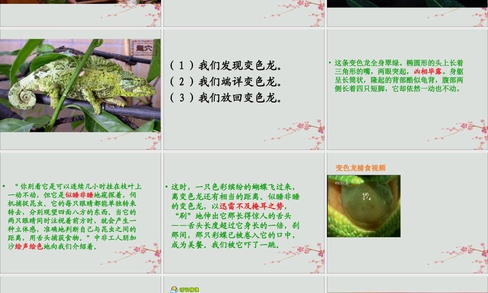 五年级语文上册 第二单元 6 变色龙教学课件 苏教版-苏教版小学五年级上册语文课件