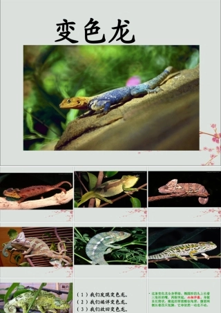 五年级语文上册 第二单元 6 变色龙教学课件 苏教版-苏教版小学五年级上册语文课件