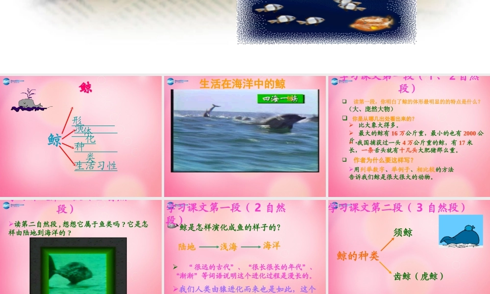 五年级语文上册 9.鲸课件 新人教版-新人教版小学五年级上册语文课件