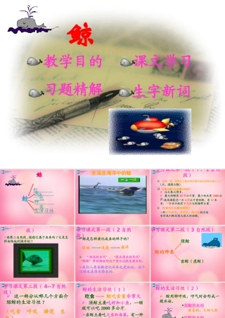 五年级语文上册 9.鲸课件 新人教版-新人教版小学五年级上册语文课件