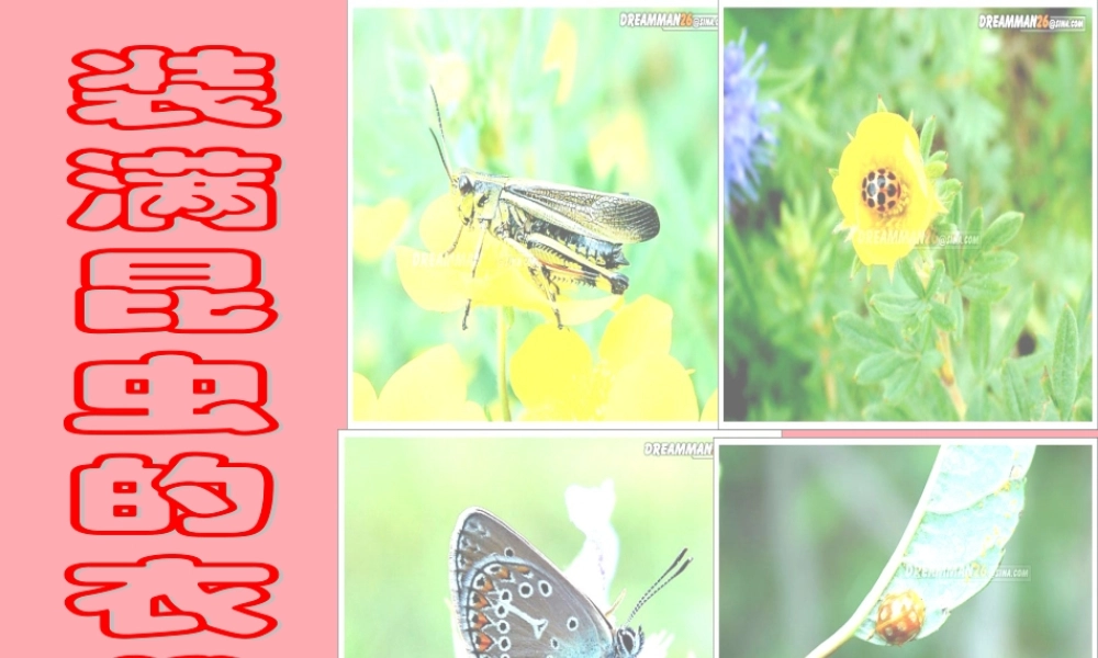 五年级语文上册 第5课 装满昆虫的衣袋课件 苏教版-苏教版小学五年级上册语文课件