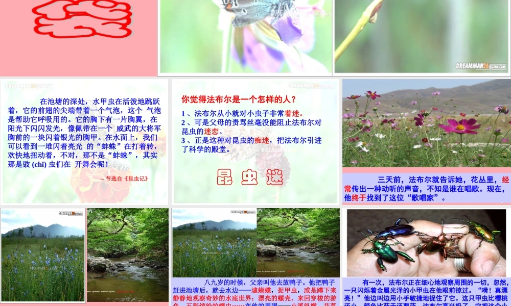 五年级语文上册 第5课 装满昆虫的衣袋课件 苏教版-苏教版小学五年级上册语文课件