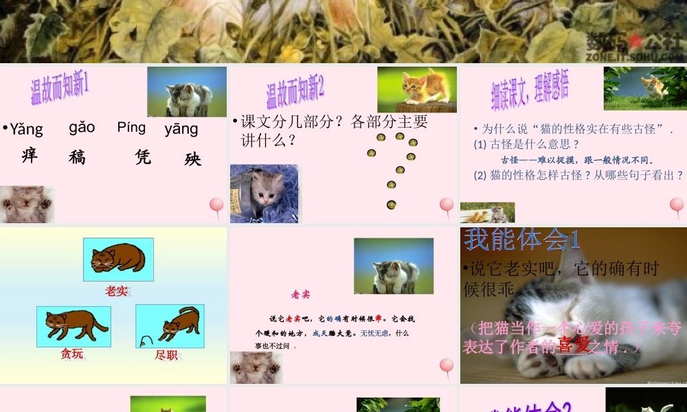 五年级语文上册 第三单元 9《猫》课件2 北京版-北京版小学五年级上册语文课件