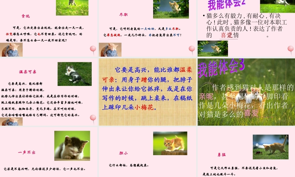 五年级语文上册 第三单元 9《猫》课件2 北京版-北京版小学五年级上册语文课件