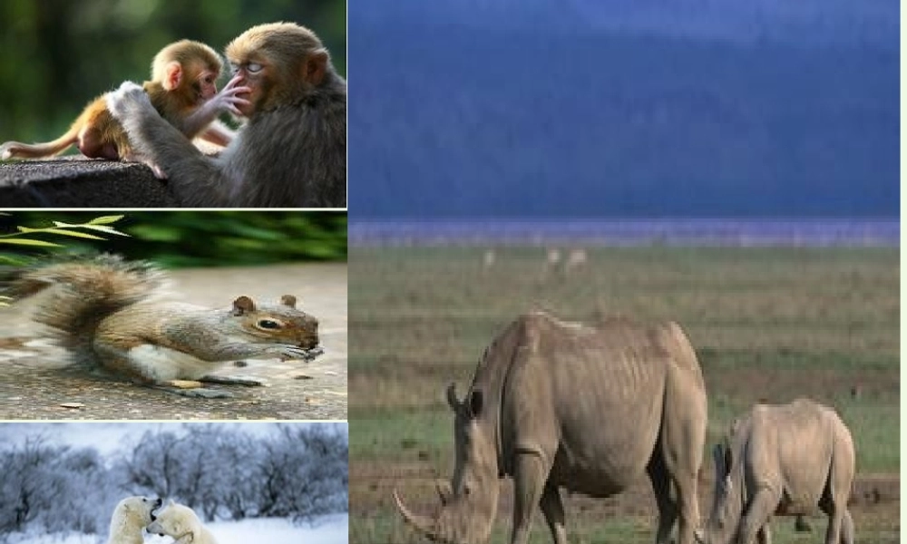 五年级语文上册 习作二 我喜欢的一种动物作文课件2 苏教版-苏教版小学五年级上册语文课件