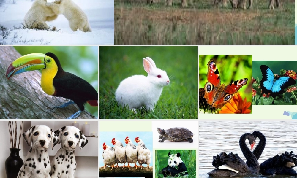 五年级语文上册 习作二 我喜欢的一种动物作文课件2 苏教版-苏教版小学五年级上册语文课件