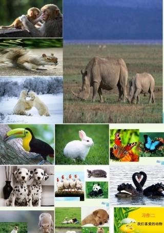 五年级语文上册 习作二 我喜欢的一种动物作文课件2 苏教版-苏教版小学五年级上册语文课件