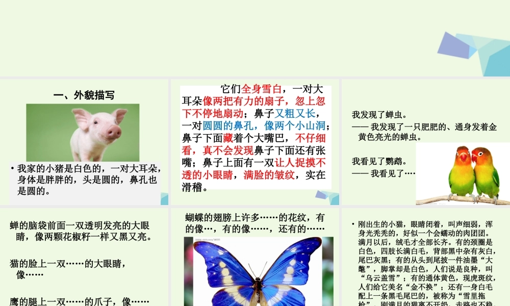 五年级语文上册 习作二 我喜欢的一种动物作文课件5 苏教版-苏教版小学五年级上册语文课件