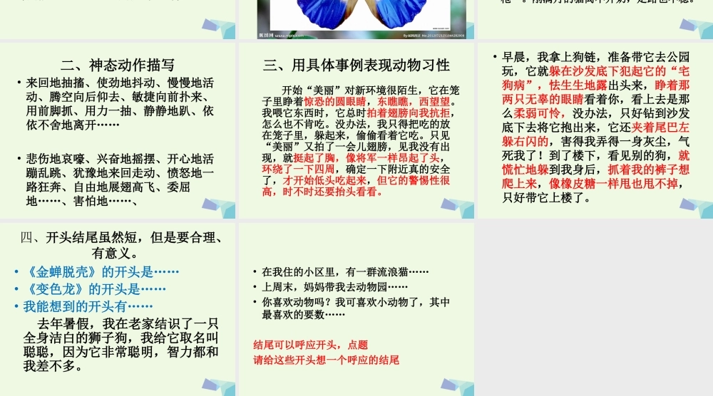 五年级语文上册 习作二 我喜欢的一种动物作文课件5 苏教版-苏教版小学五年级上册语文课件