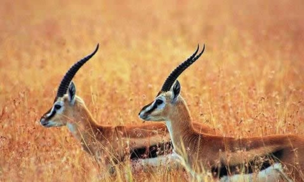 五年级语文上册 第二单元 藏羚羊的故事课件1 西师大版-西师大版小学五年级上册语文课件