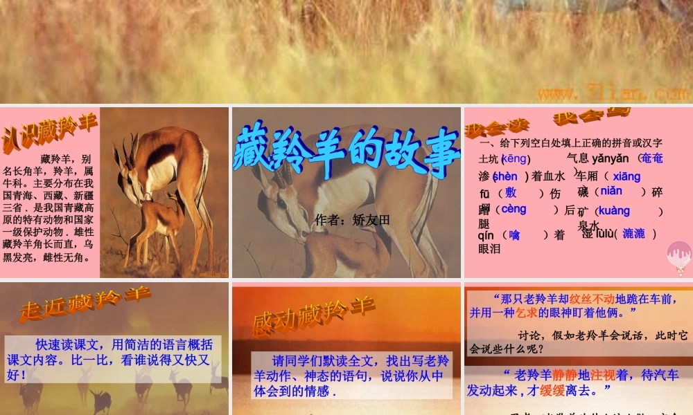 五年级语文上册 第二单元 藏羚羊的故事课件1 西师大版-西师大版小学五年级上册语文课件