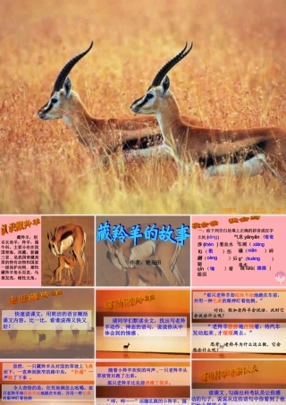 五年级语文上册 第二单元 藏羚羊的故事课件1 西师大版-西师大版小学五年级上册语文课件