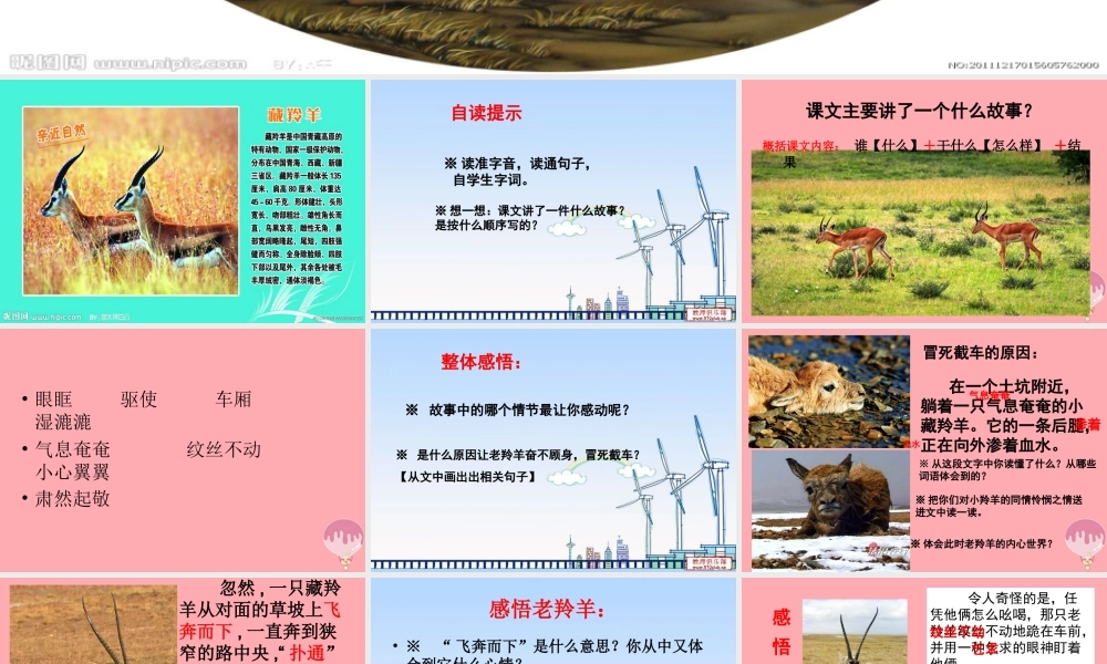 五年级语文上册 第二单元 藏羚羊的故事课件2 西师大版-西师大版小学五年级上册语文课件