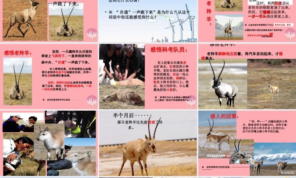 五年级语文上册 第二单元 藏羚羊的故事课件2 西师大版-西师大版小学五年级上册语文课件