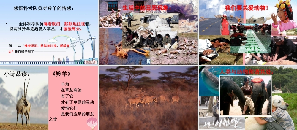 五年级语文上册 第二单元 藏羚羊的故事课件2 西师大版-西师大版小学五年级上册语文课件