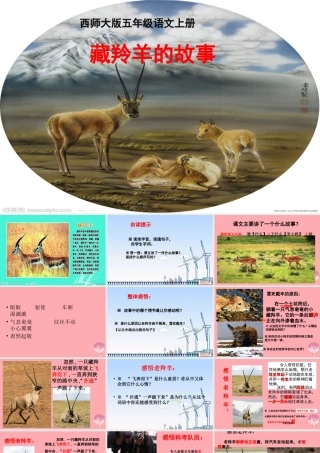 五年级语文上册 第二单元 藏羚羊的故事课件2 西师大版-西师大版小学五年级上册语文课件