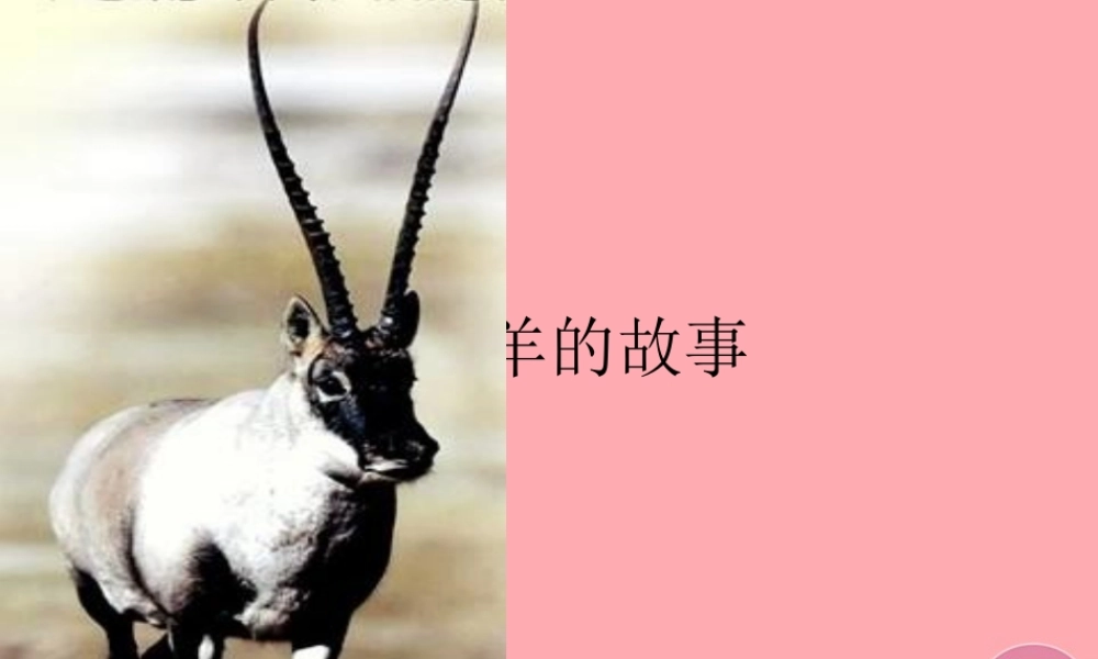 五年级语文上册 第二单元 藏羚羊的故事课件3 西师大版-西师大版小学五年级上册语文课件