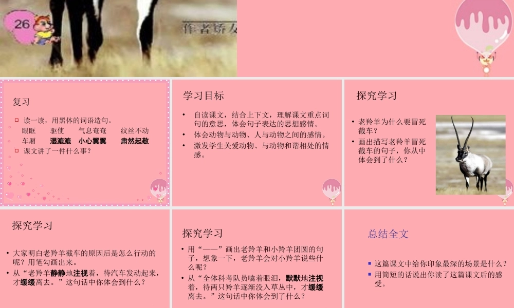 五年级语文上册 第二单元 藏羚羊的故事课件3 西师大版-西师大版小学五年级上册语文课件