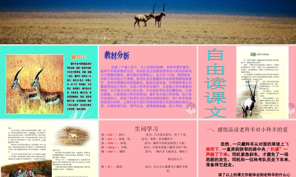五年级语文上册 第二单元 藏羚羊的故事课件4 西师大版-西师大版小学五年级上册语文课件