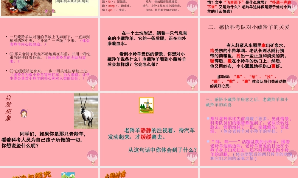 五年级语文上册 第二单元 藏羚羊的故事课件4 西师大版-西师大版小学五年级上册语文课件