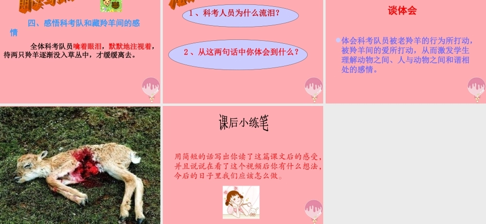 五年级语文上册 第二单元 藏羚羊的故事课件4 西师大版-西师大版小学五年级上册语文课件