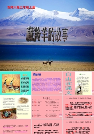 五年级语文上册 第二单元 藏羚羊的故事课件4 西师大版-西师大版小学五年级上册语文课件