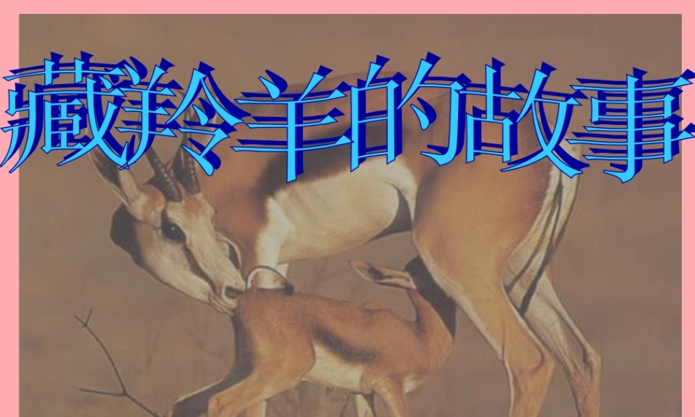 五年级语文上册 第二单元 藏羚羊的故事课件5 西师大版-西师大版小学五年级上册语文课件