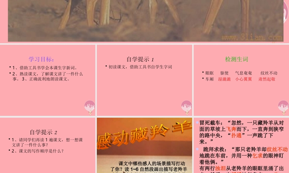 五年级语文上册 第二单元 藏羚羊的故事课件5 西师大版-西师大版小学五年级上册语文课件