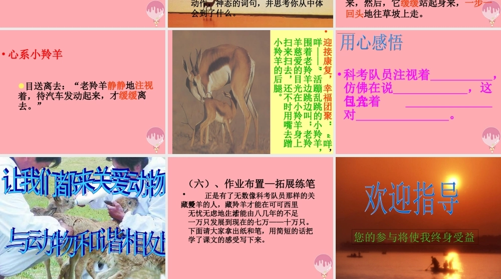 五年级语文上册 第二单元 藏羚羊的故事课件5 西师大版-西师大版小学五年级上册语文课件