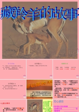 五年级语文上册 第二单元 藏羚羊的故事课件5 西师大版-西师大版小学五年级上册语文课件