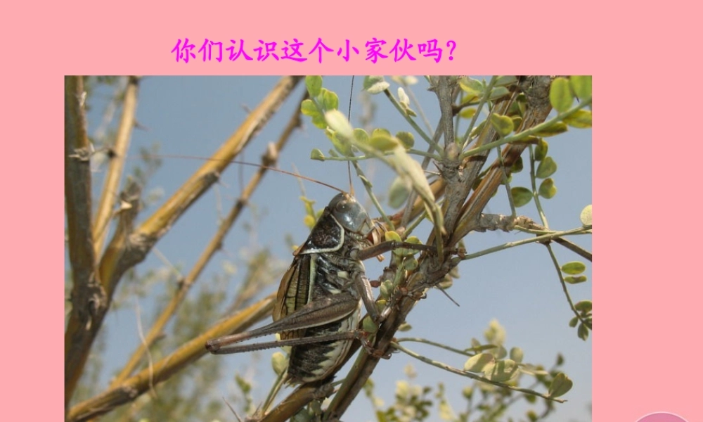 五年级语文上册 第二单元 蝈蝈课件1 西师大版-西师大版小学五年级上册语文课件