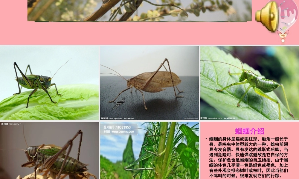 五年级语文上册 第二单元 蝈蝈课件1 西师大版-西师大版小学五年级上册语文课件