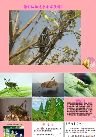 五年级语文上册 第二单元 蝈蝈课件1 西师大版-西师大版小学五年级上册语文课件