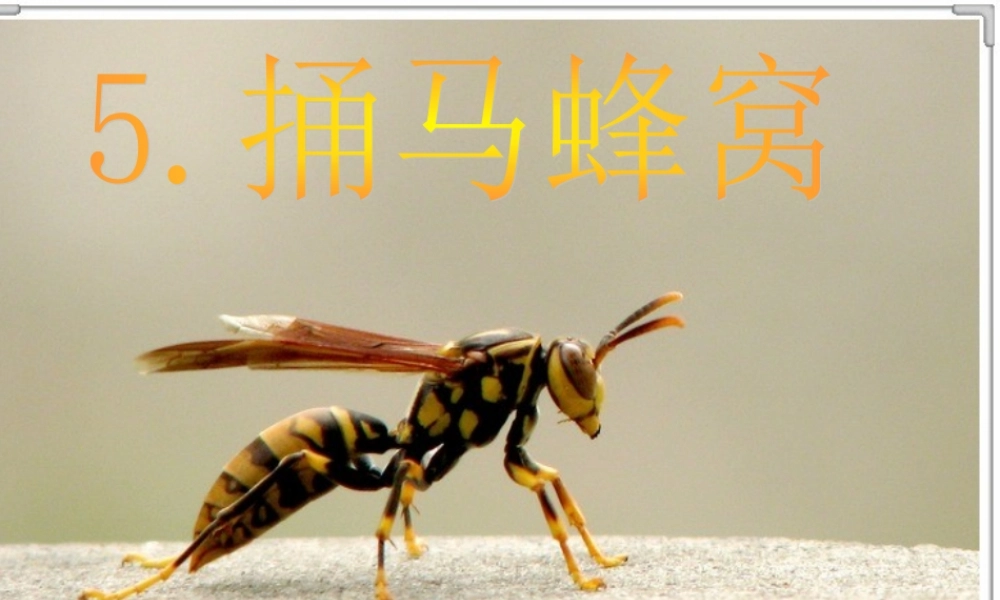 五年级语文上册 第二单元 捅马蜂窝课件4 西师大版-西师大版小学五年级上册语文课件