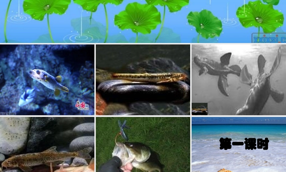 五年级语文上册 第二单元 我没有钓到那条鱼课件2 西师大版-西师大版小学五年级上册语文课件