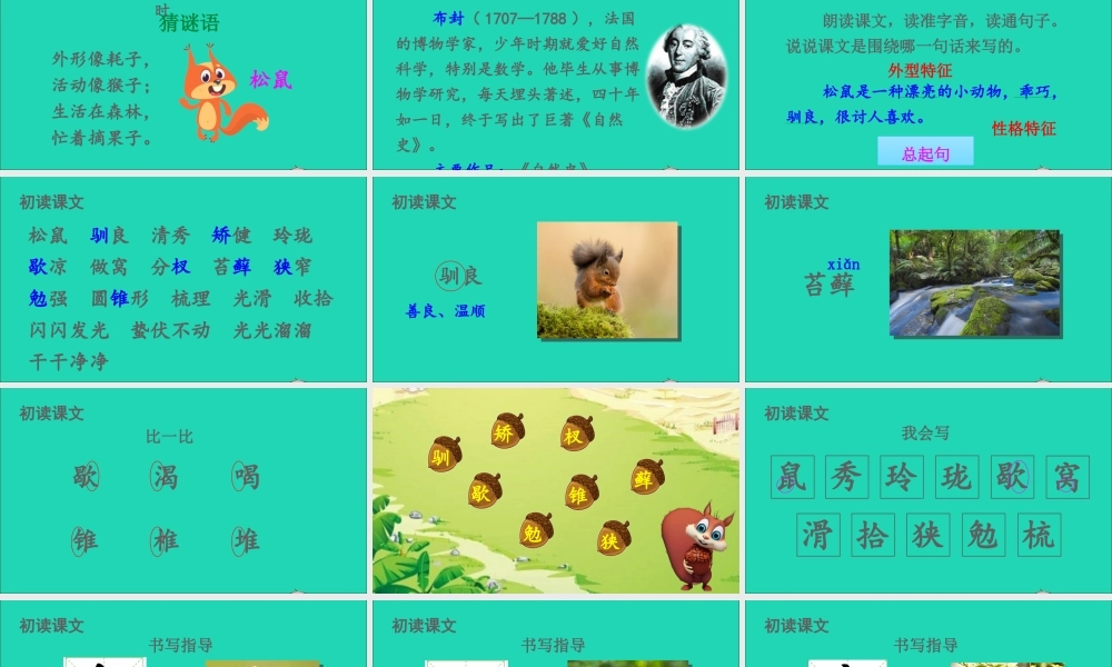 五年级语文上册 第五单元 17 松鼠课件