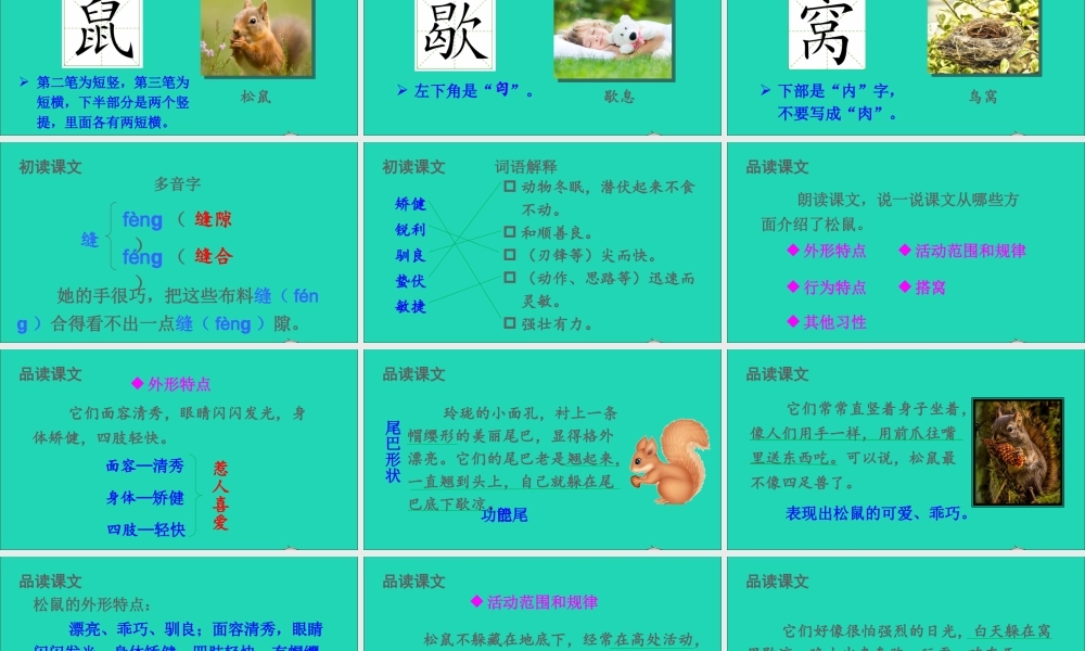 五年级语文上册 第五单元 17 松鼠课件