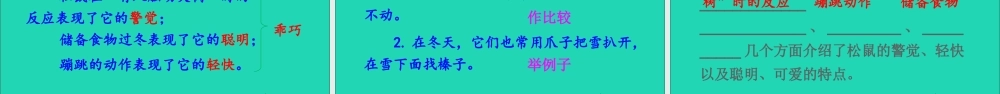 五年级语文上册 第五单元 17《松鼠》课件
