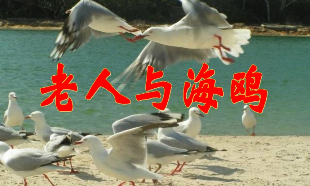 五年级语文上册 第五单元 18《老人与海鸥》教学课件 北京版-北京版小学五年级上册语文课件