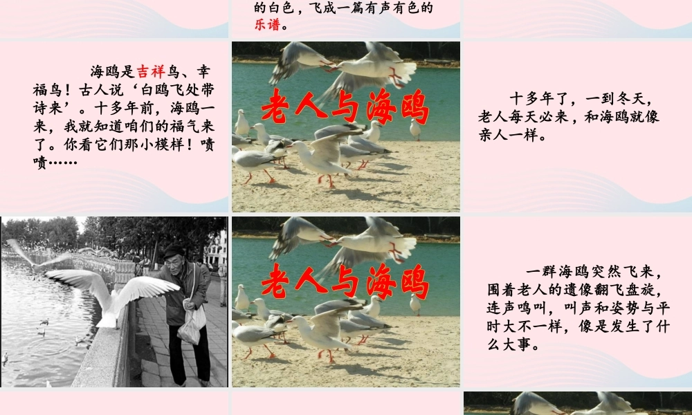 五年级语文上册 第五单元 18《老人与海鸥》教学课件 北京版-北京版小学五年级上册语文课件