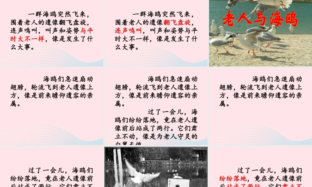 五年级语文上册 第五单元 18《老人与海鸥》教学课件 北京版-北京版小学五年级上册语文课件