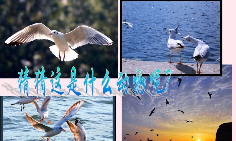 五年级语文上册 第五单元 18《老人与海鸥》课件 北京版-北京版小学五年级上册语文课件