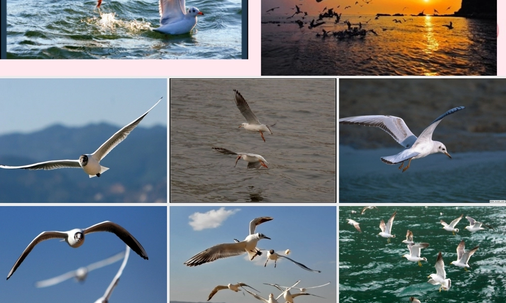 五年级语文上册 第五单元 18《老人与海鸥》课件 北京版-北京版小学五年级上册语文课件